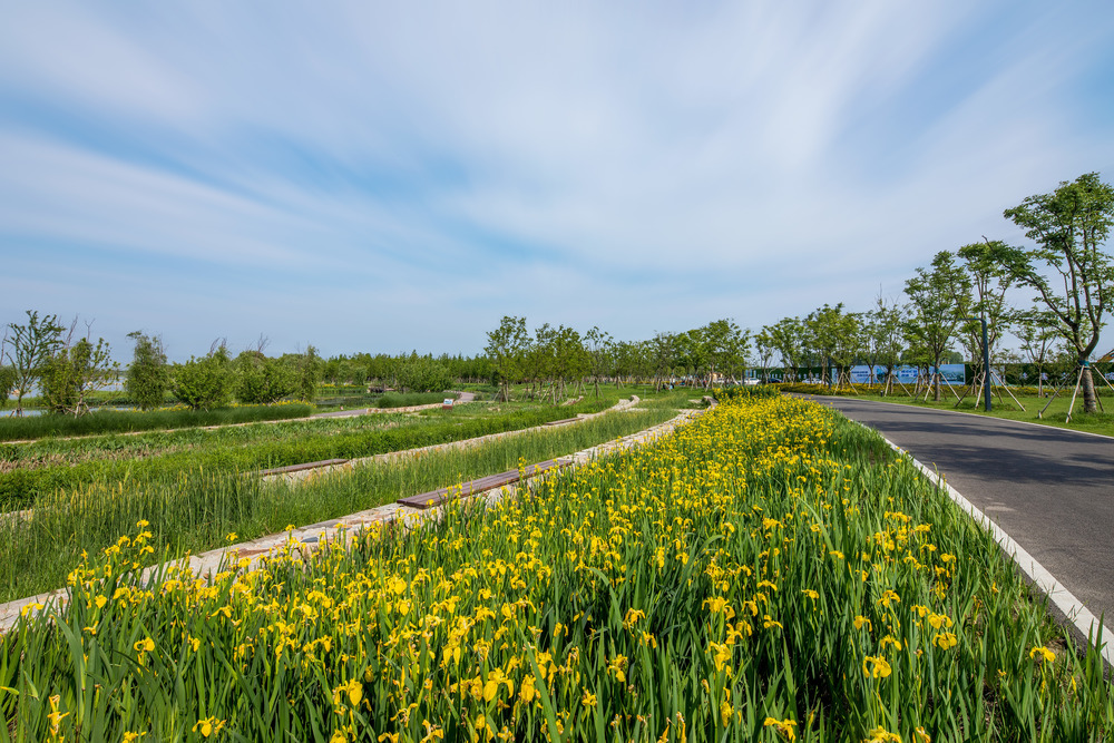 Suzhou Huanyuandang ecological restoration and shoreline linkage project