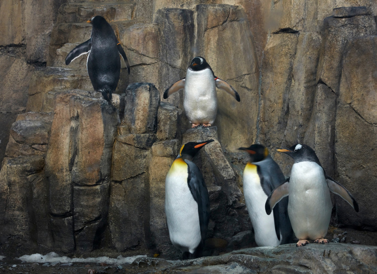 Subpolar Penguins - Biodome, Photo credit: James Brittain 