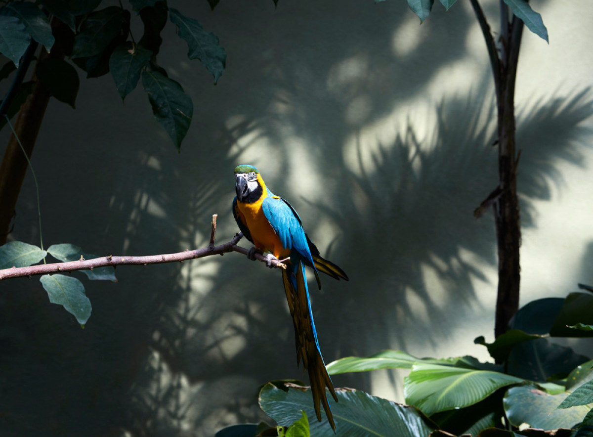 Tropical Rainforest Macaw - Biodome, Photo credit: James Brittain 